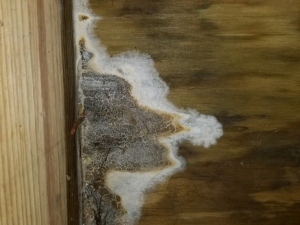 Fungal Growth in Crawlspace